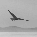 Antefinem- Swift Response