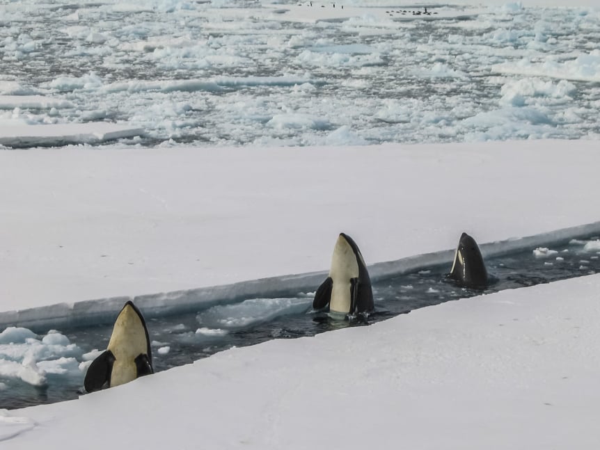 Antarctica Whales