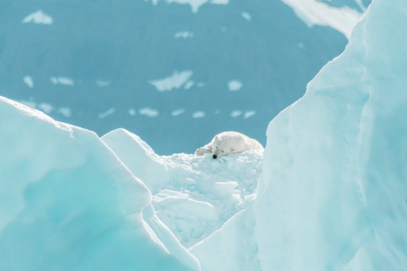 Arctic Circle