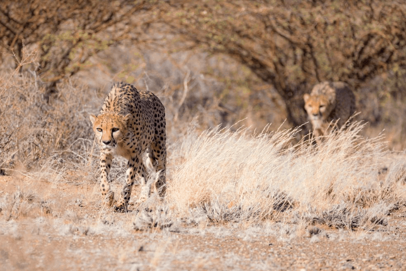 Damaraland