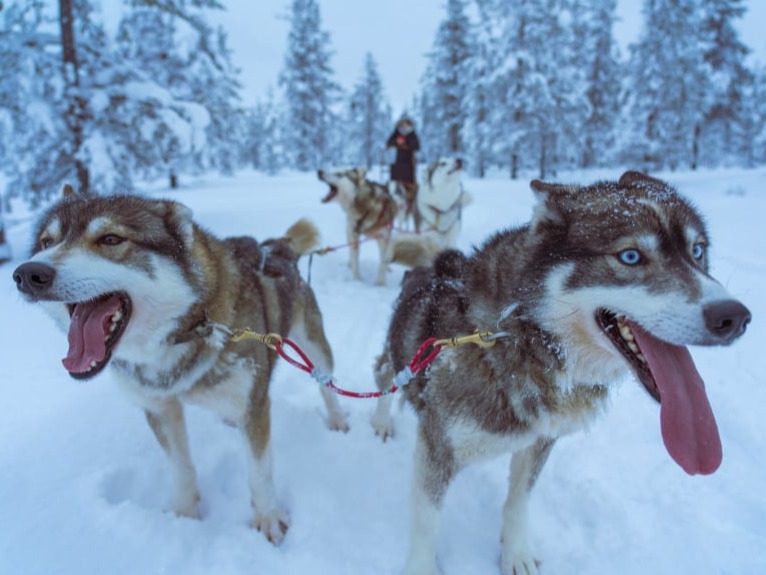 Dog Sledding