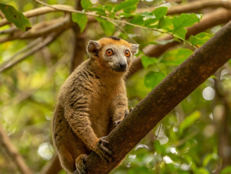 Island of Adorable Lemurs