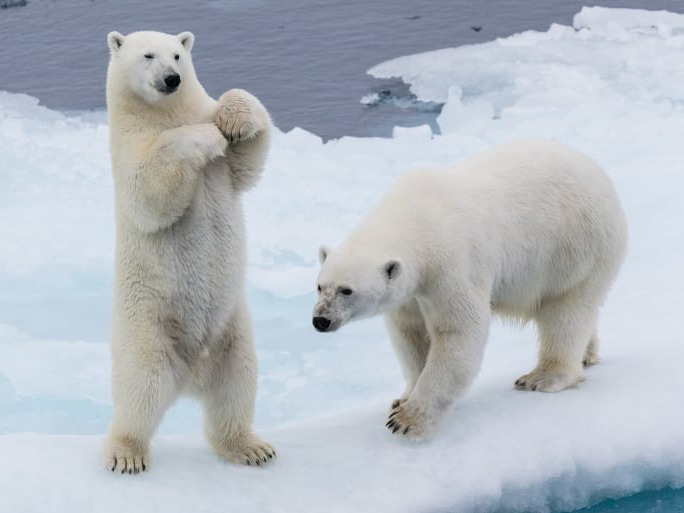 Polar Bears & Northwest Passage