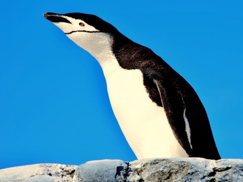 Polar Birds