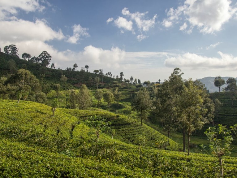 Wildlife & Tea Country - Sri Lanka