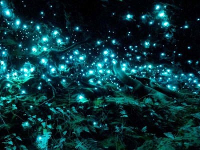 Waitomo Glowworm Caves